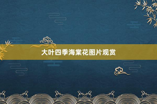 大叶四季海棠花图片观赏